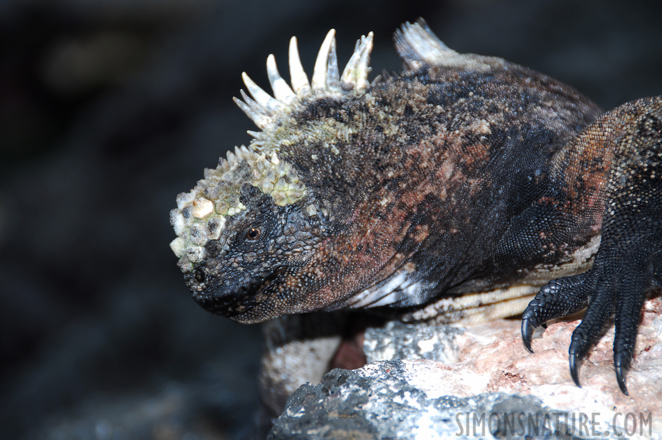 Amblyrhynchus cristatus wikelskii [200 mm, 1/60 Sek. bei f / 5.6, ISO 100]